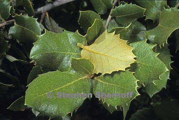 quercus chrysolepis 2 graphic